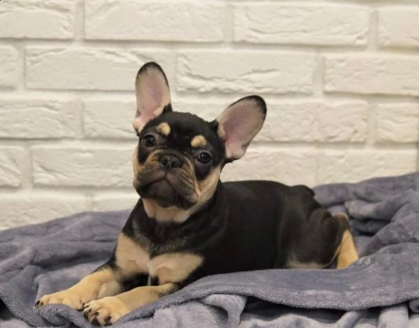 cuccioli di bulldog francese addestrati
