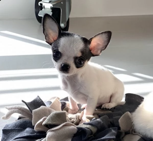 cuccioli di chihuahua per re-homing