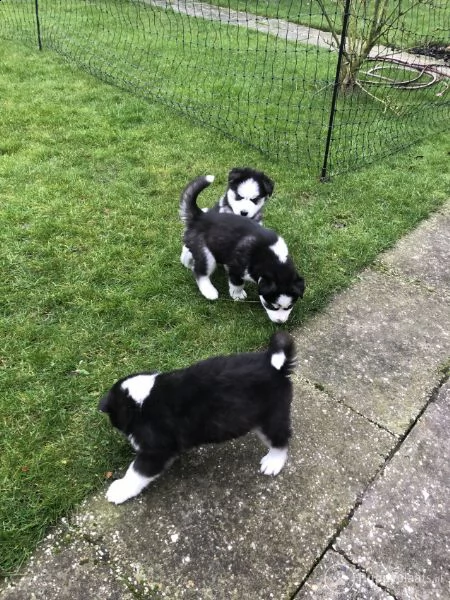 cuccioli di husky siberiano di razza pura