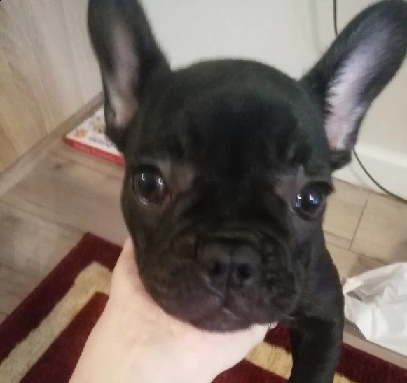cuccioli di bulldog francese addestrati | Foto 0