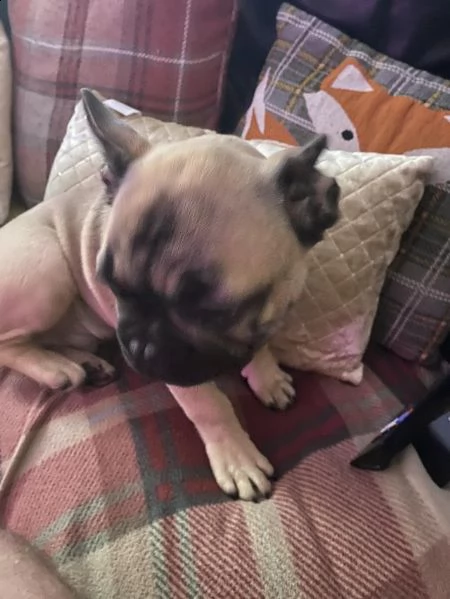 cuccioli di bulldog francese addestrati