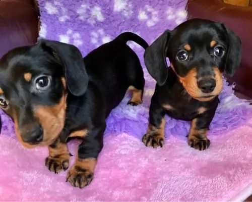 bassotto maschio e femmina