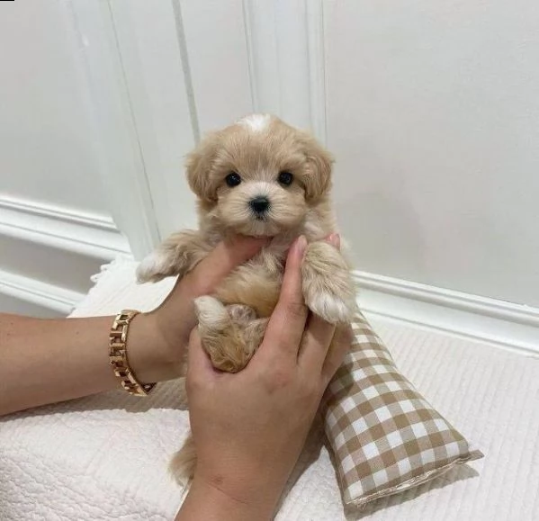 2regalo barboncino£ | Foto 0