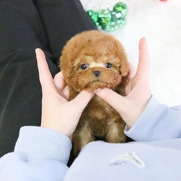 regalo  volpino pomerania mini toy€ | Foto 0