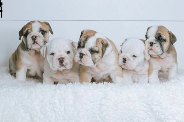 cuccioli di bulldog inglese