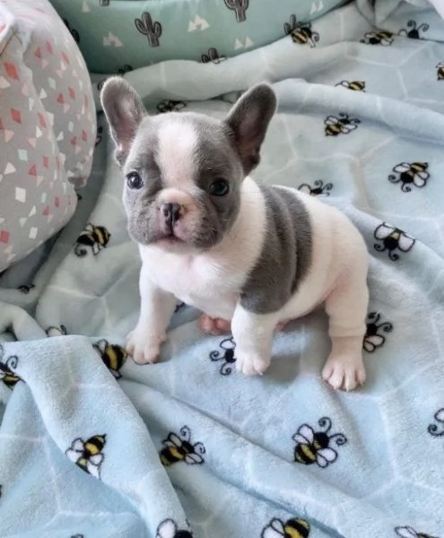 Cuccioli di bouledogue francese