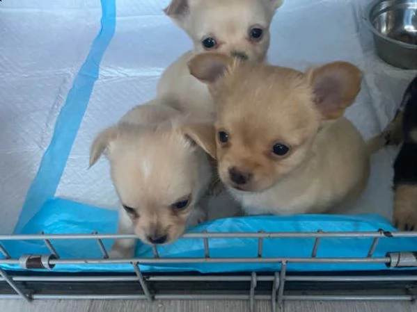 cuccioli di chihuahua sia maschi che femmine | Foto 2