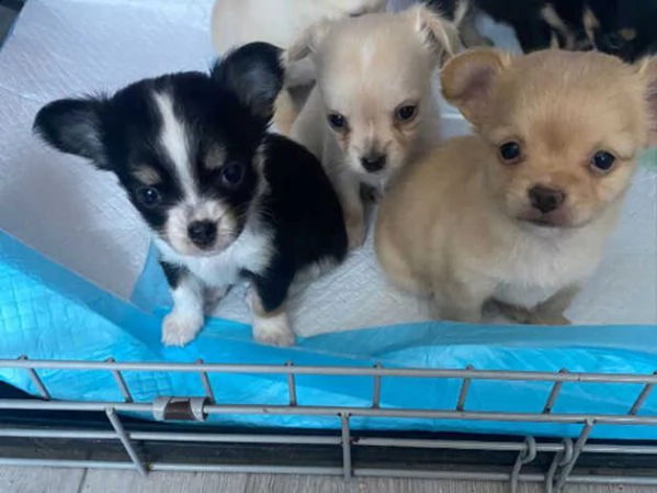 cuccioli di chihuahua sia maschi che femmine | Foto 1