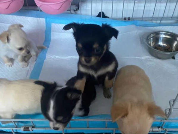 cuccioli di chihuahua sia maschi che femmine | Foto 0