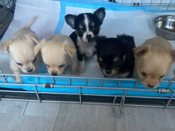 cuccioli di chihuahua sia maschi che femmine