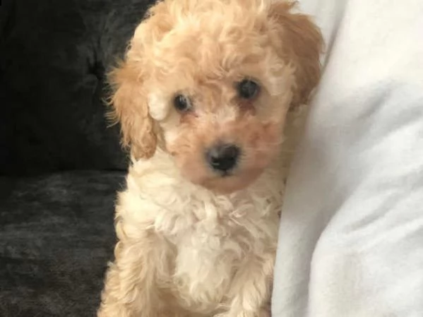 cucciolo barboncino | Foto 0