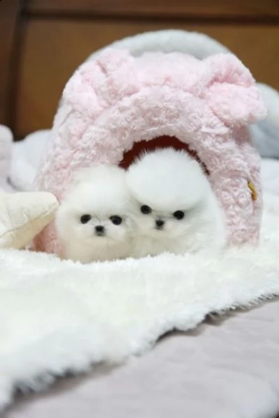cucciolo di volpino pomerania toy maschio e femmina