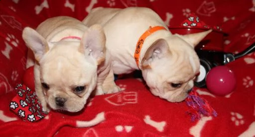 regalo cucciolata di bouledogue francese,
