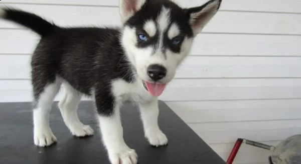 cuccioli di husky siberiano di razza pura | Foto 0