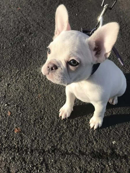 cuccioli di bulldog francese addestrati | Foto 0