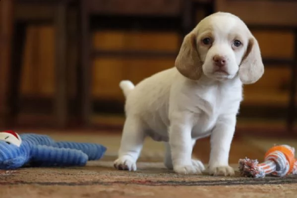 regalo beagle cuccioli meravigliosi ! 