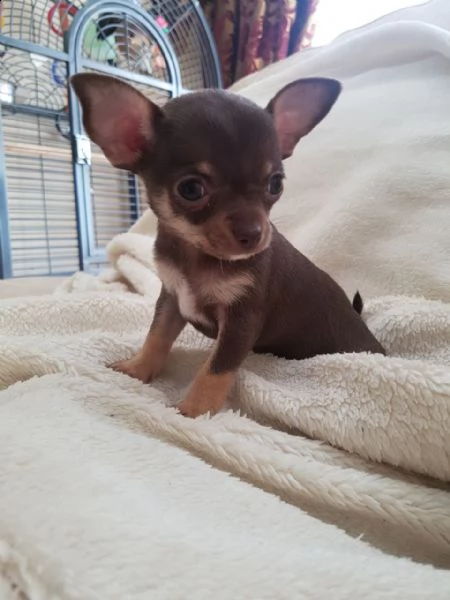 cuccioli di chihuahua per re-homing | Foto 0