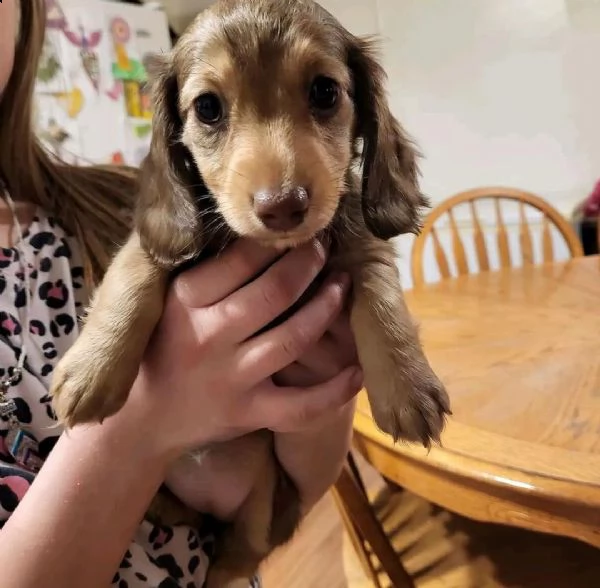 bellissimi cuccioli di bassotto in adozione | Foto 0