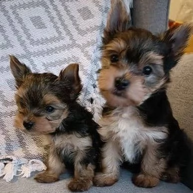 cuccioli di qualità tiny yorkie (+393509706299)
