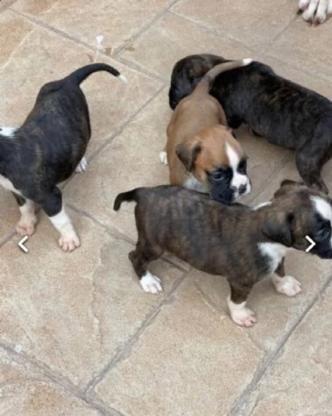 regalo cuccioli di boxer