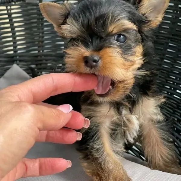 yorkie cuccioli maschi e femmine(+393509706299)