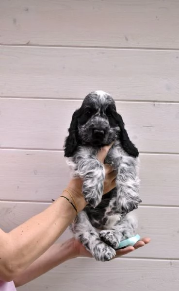 Cuccioli di cocker spaniel inglese  | Foto 2