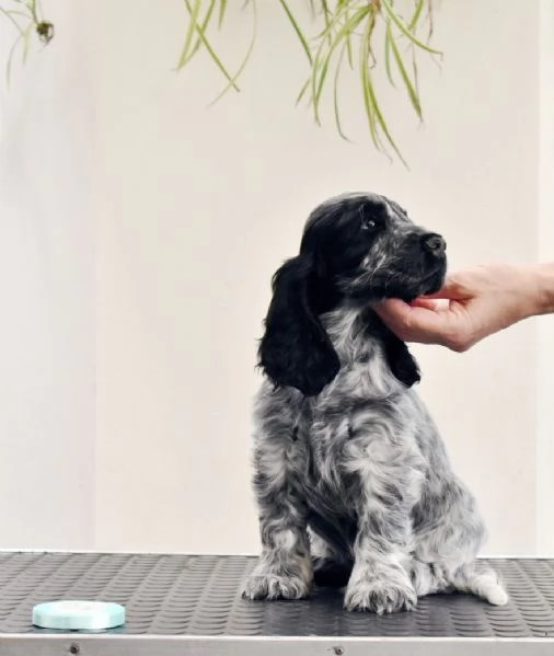 Cuccioli di cocker spaniel inglese  | Foto 0