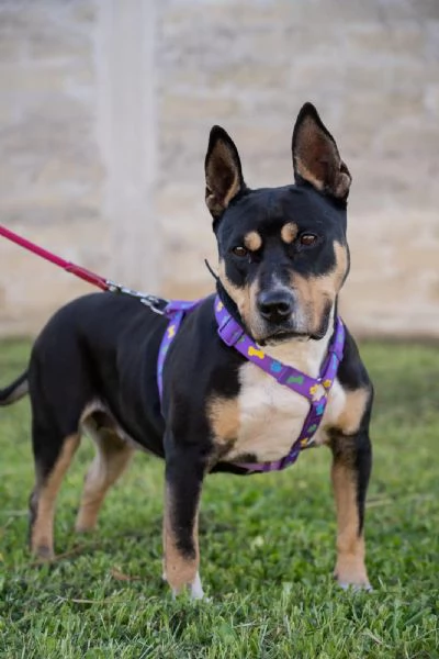 Romana, un cane discreto e molto affettuoso