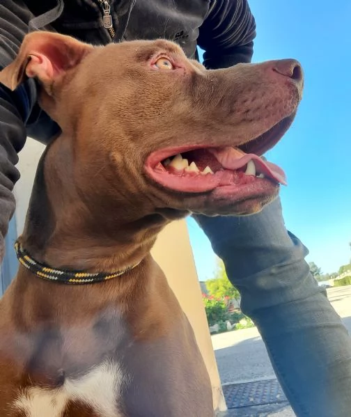 Jago, giovanissimo red nose | Foto 2