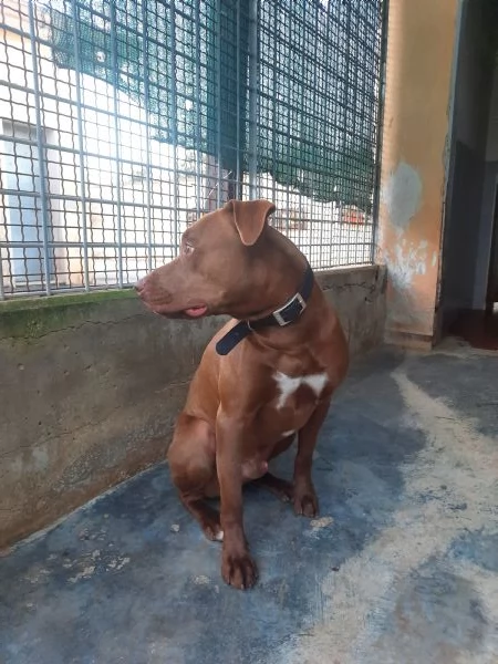 Jago, tenero e frizzante red nose | Foto 6