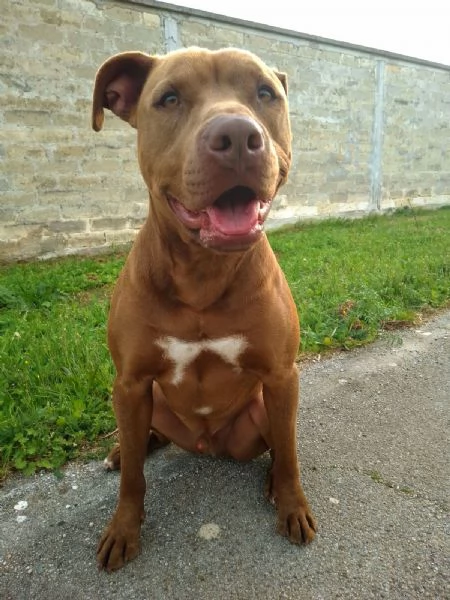 Jago, tenero e frizzante red nose | Foto 5