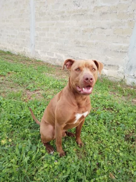 Jago, tenero e frizzante red nose | Foto 4