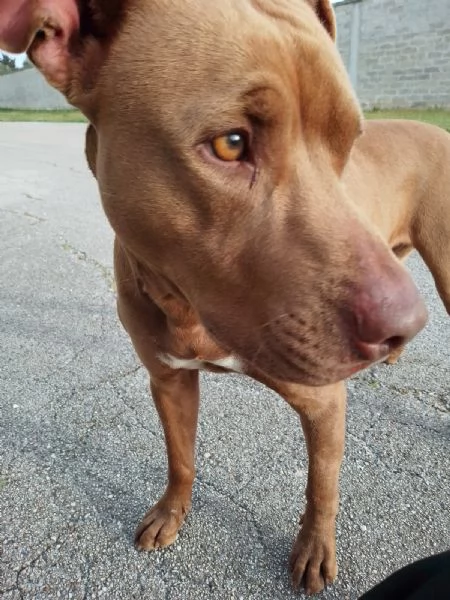 Jago, tenero e frizzante red nose | Foto 3