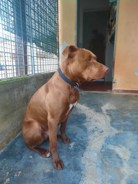 Jago, tenero e frizzante red nose | Foto 1