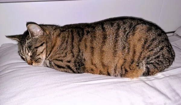 Gatta di razza Pixie Bob senza pedigree | Foto 3