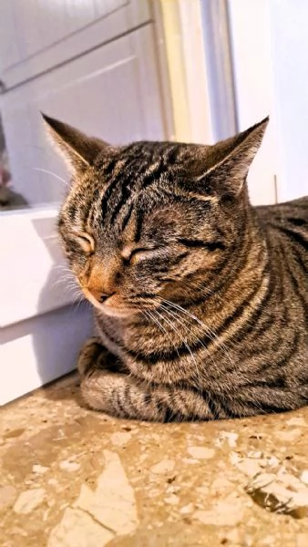 Gatta di razza Pixie Bob senza pedigree | Foto 1