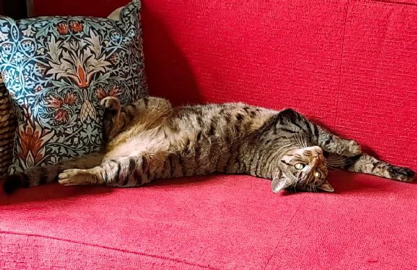 Gatta di razza Pixie Bob senza pedigree | Foto 0