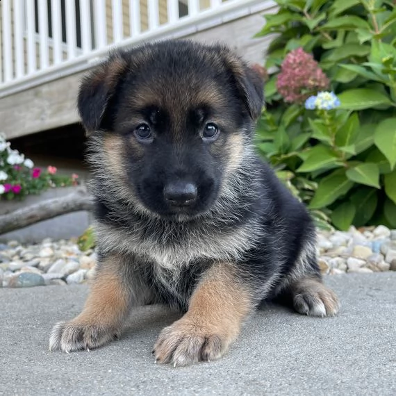 regalo cuccioli pastore tedesco,,,..