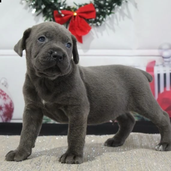 regalo abbiamo cuccioli di corso cane,...