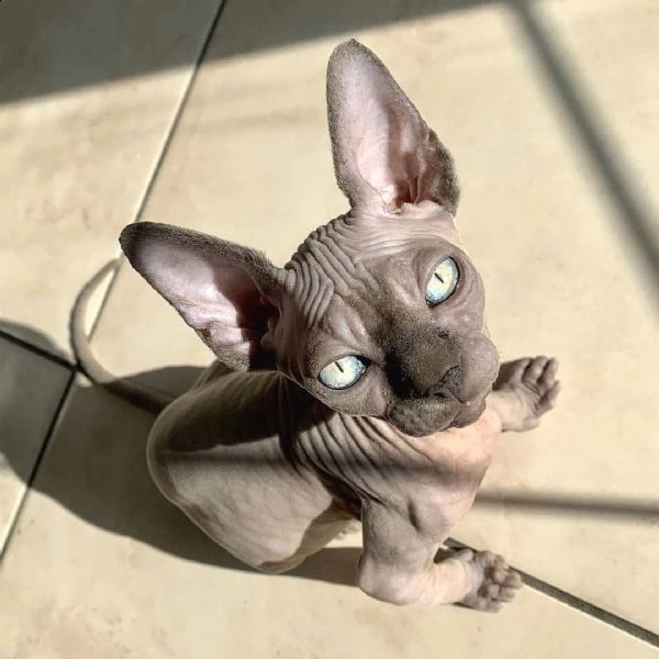 in adozione per chi fosse interessato