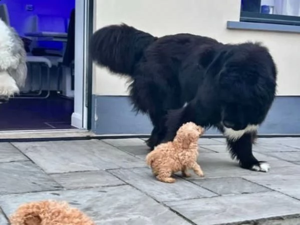 cuccioli di barboncino | Foto 0