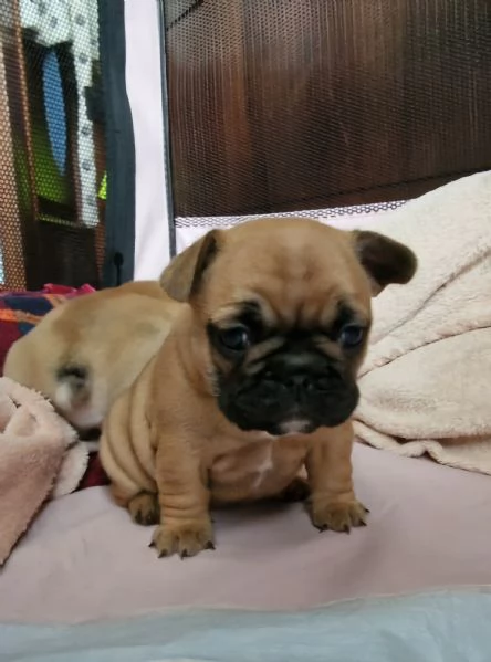 Cuccioli di buldog francese  | Foto 0