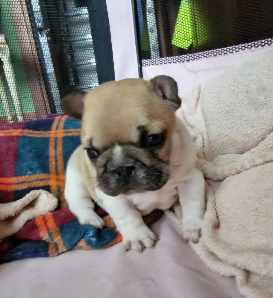 Cuccioli di buldog francese 
