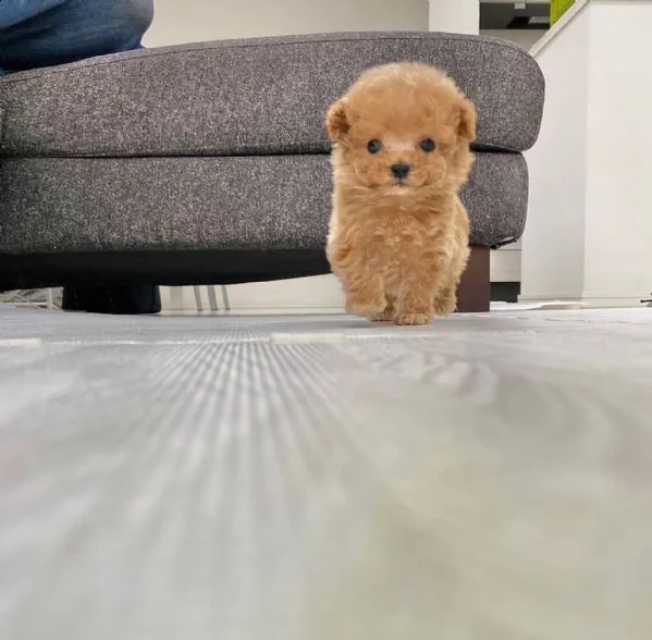 i cuccioli sono disponibili in loco ora