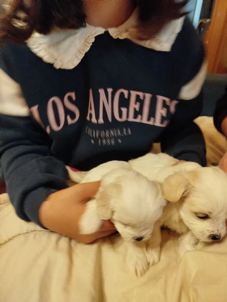 Cucciole maltesi | Foto 2