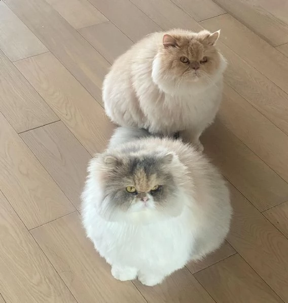 gattino peloso proveniente da un amorevole canile di famiglia | Foto 6