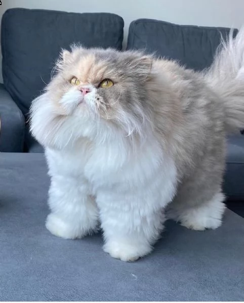 gattino peloso proveniente da un amorevole canile di famiglia | Foto 5