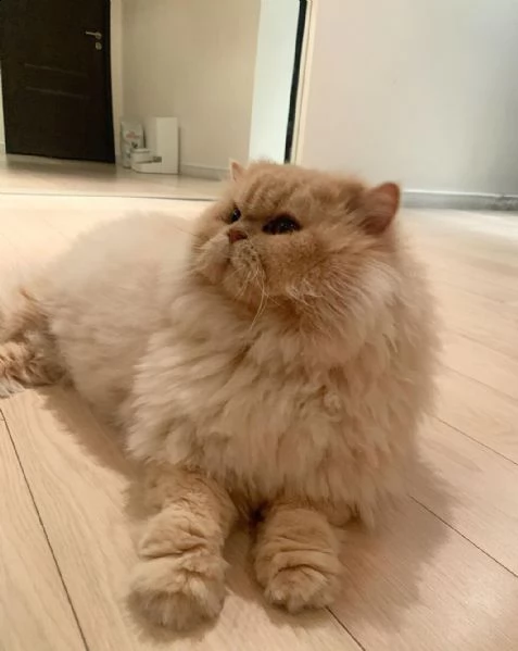 gattino peloso proveniente da un amorevole canile di famiglia | Foto 4