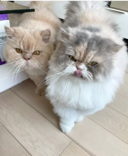 gattino peloso proveniente da un amorevole canile di famiglia | Foto 3