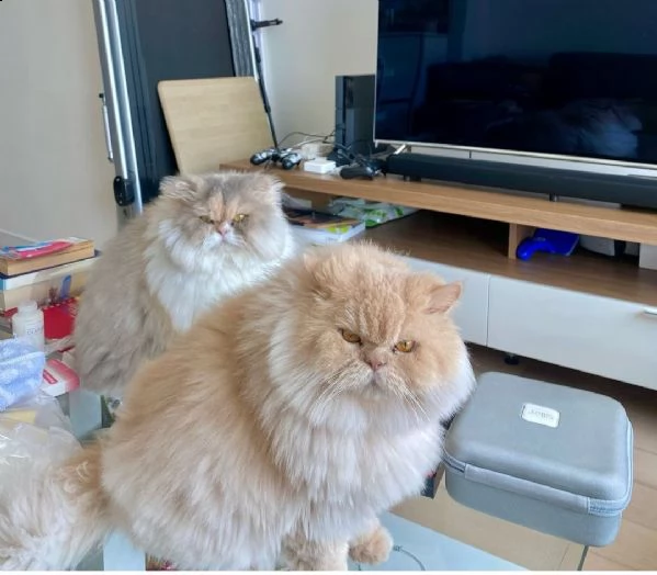 gattino peloso proveniente da un amorevole canile di famiglia | Foto 0